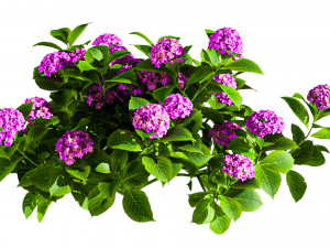Tree Hydrangea 03 Model 3D