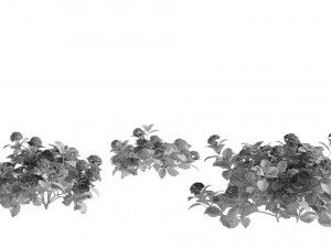 Tree Hydrangea 03 Model 3D