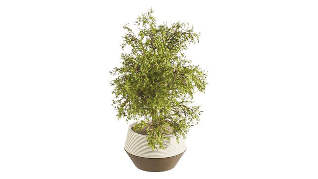 Plants Set in pot Modello 3D .c4d .max .obj .3ds .fbx .stl .blend 