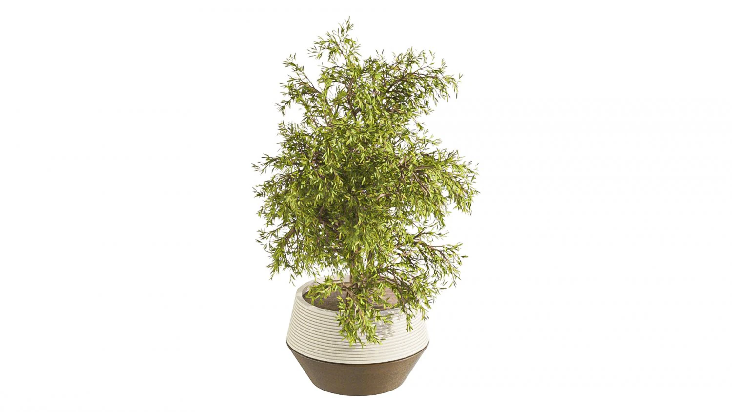 Plants Set in pot 3D Model .c4d .max .obj .3ds .fbx .stl .blend 