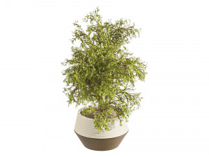 Plants Set in pot 3D Model