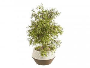 냄비에 식물 세트 3D 모델