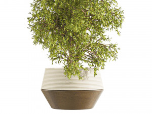 Plants Set in pot Modello 3D
