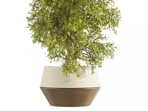 Plants Set in pot 3D Model