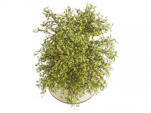 Plants Set in pot Modello 3D