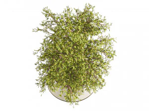 Plants Set in pot 3D Model