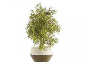 Plants Set in pot 3D Model