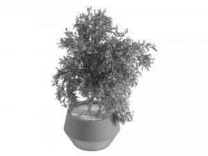 Plants Set in pot 3D Model