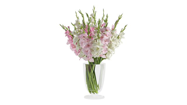 Gladiolus 3D Model .c4d .max .obj .3ds .fbx .stl .blend 
