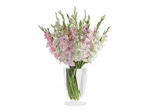 Gladiolus 3D Model
