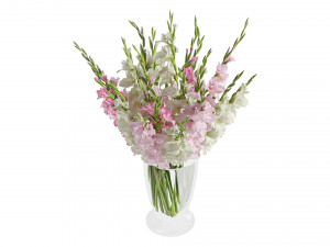 Gladiolus 3D Model