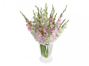 Gladiolus 3D Model