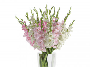 Gladiolus 3D Model