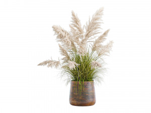 White Pampas Grass Modèle 3D