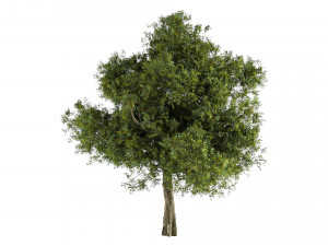 Tree 01 Modelo 3D