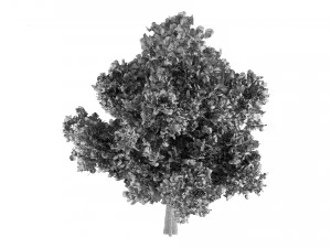 ツリー01 3Dモデル