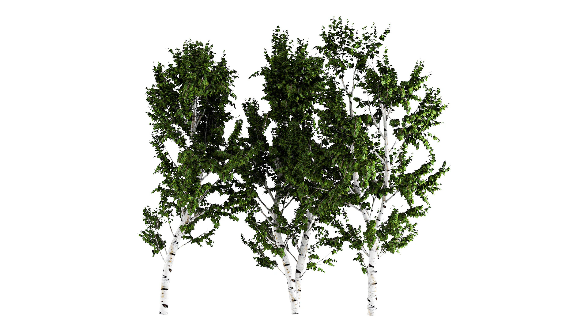 White Birch 3D Model .c4d .max .obj .3ds .fbx .stl .blend 