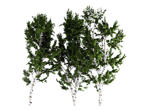 White Birch 3Dモデル
