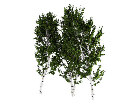 White Birch 3D 모델
