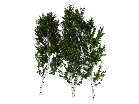 White Birch 3D Model