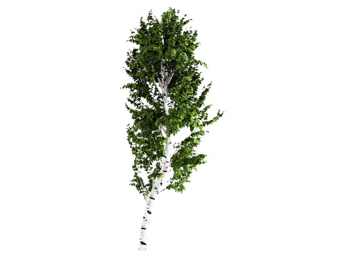 White Birch 3D 모델