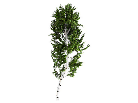 White Birch 3D Model