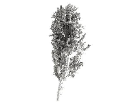 White Birch 3D 모델