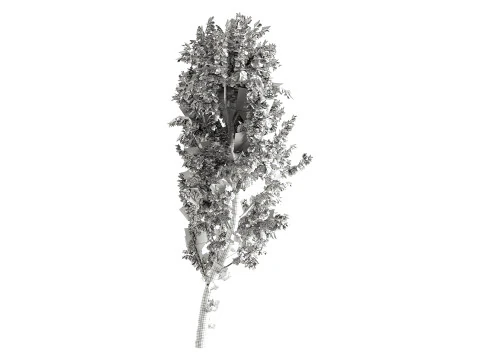 White Birch 3D Model