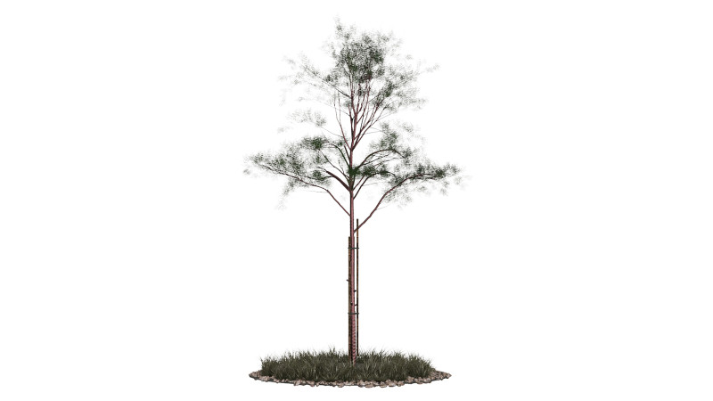 Jeunes arbres Modèle 3D .c4d .max .obj .3ds .fbx .stl .blend