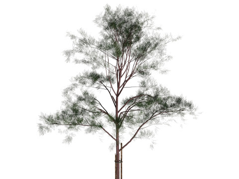 Jeunes arbres Modèle 3D