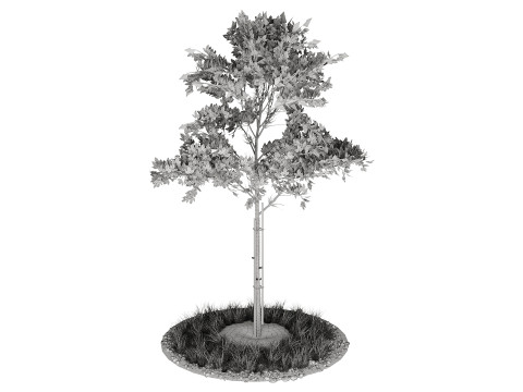Jeunes arbres Modèle 3D