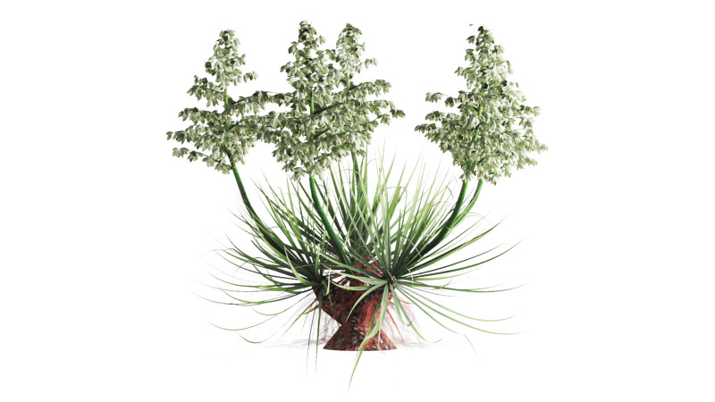 Yucca Thompsoniana 3D Model .c4d .max .obj .3ds .fbx .stl .blend
