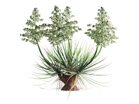 Yucca Thompsoniana 3Dモデル