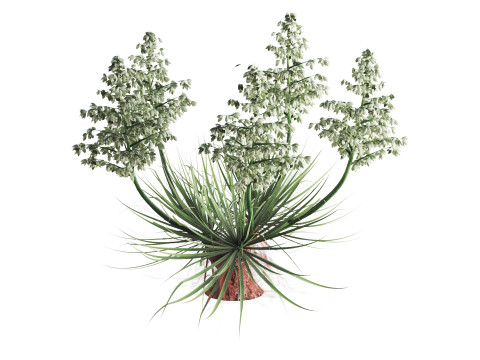 Yucca Thompsoniana 3D Model