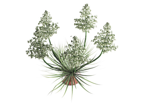 Yucca Thompsoniana 3D Model