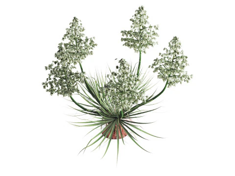 Yucca Thompsoniana 3D Model
