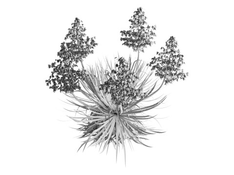 Yucca Thompsoniana 3D Model