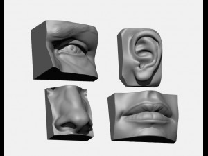 anatomy pack - face parts 3D Принт Модель