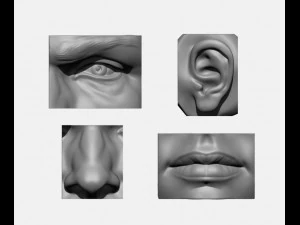 anatomy pack - face parts 3D Print Model