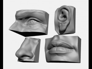 anatomy pack - face parts 3D Принт Модель