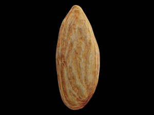 almond Modello 3D