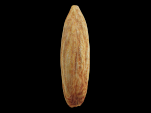 almond Modello 3D