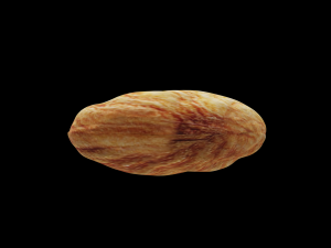 almond Modello 3D
