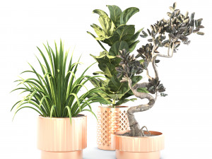 Indoor plant set 02 3D Model