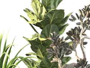 Indoor plant set 02 3D Model