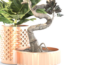 Indoor plant set 02 3Dモデル