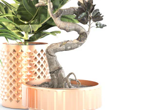 Indoor plant set 02 3D Model