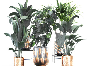Houseplants for the interior 03 Modelo 3D