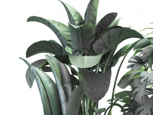Houseplants for the interior 03 3Dモデル