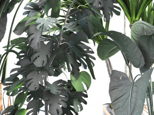 Houseplants for the interior 03 3Dモデル